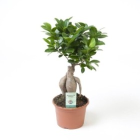 FICUS GINGEIN  M15