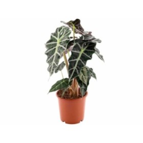 ALOCASIA  M17  polly