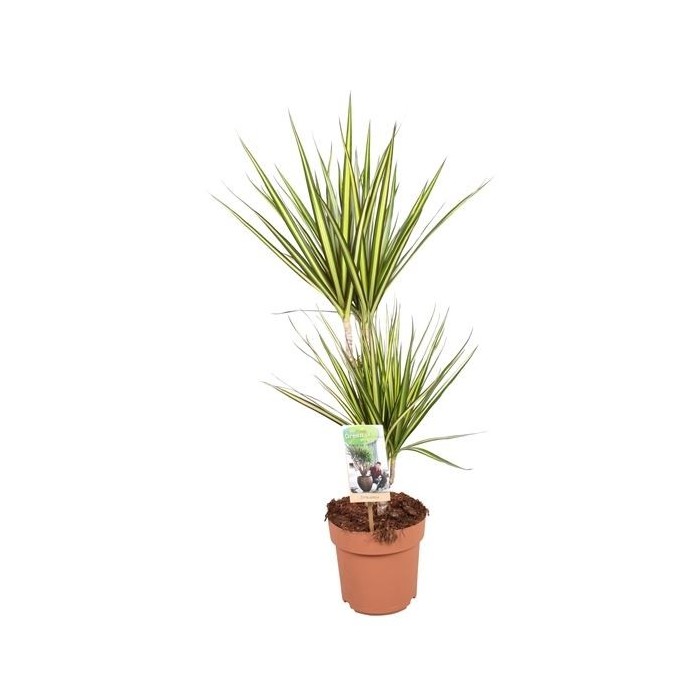 DRACAENA MARG. BICOLOR SUNRAY 45.15 M21 H80