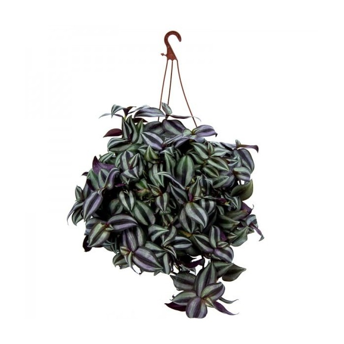 TRADESCANTIA  M15 zebrina penjador