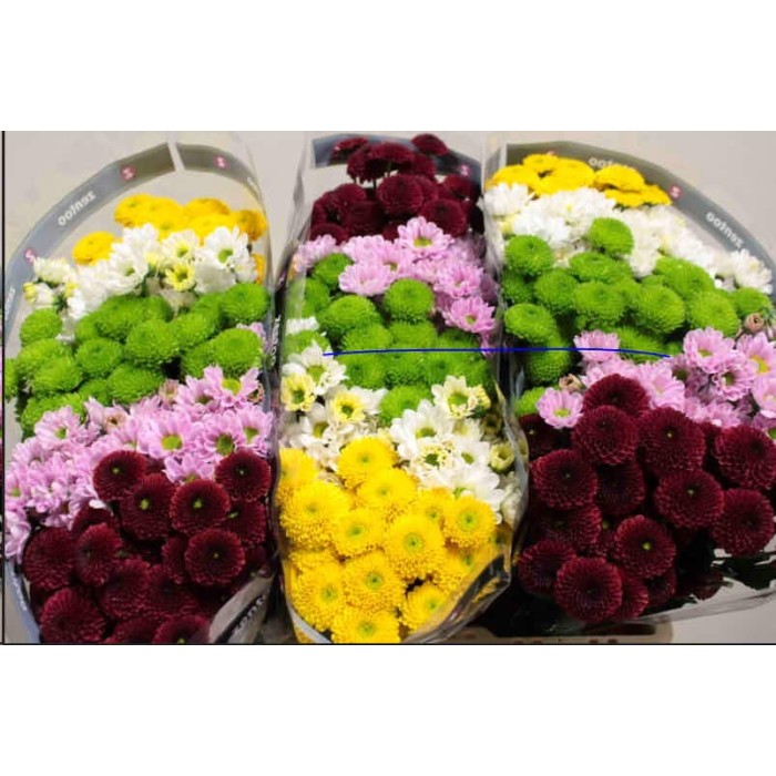 FLOR, CHRISANTHEM SANTINI MIX x25 tiges.