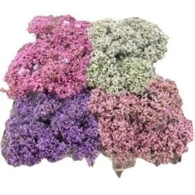 FLOR, LIMONIUM COLORS paq. x5 tiges.