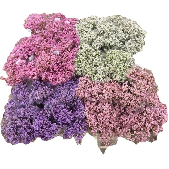 FLOR, LIMONIUM COLORS paq. x5 tiges.