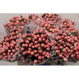 FLOR, HYPERICUM COCO TIAMO 70cm. x10 tiges