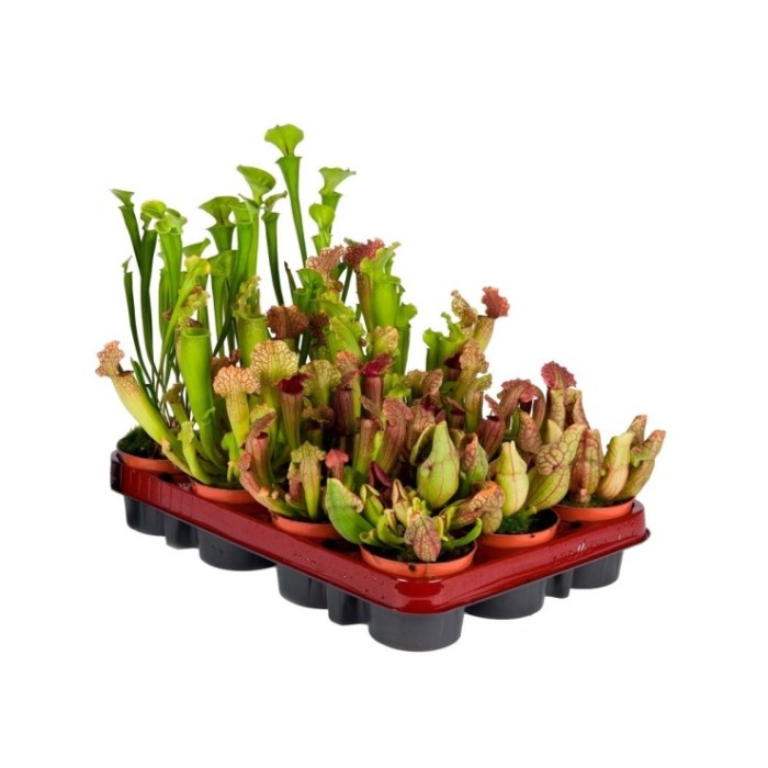 SARRACENIA  M 9 mix carnivores