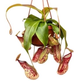 PLANTES CARNIVORES NEPENTHES PENJAR M14 Var