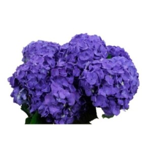 FLOR, HORTENSIA BLAVA 60CM  x5 tiges.