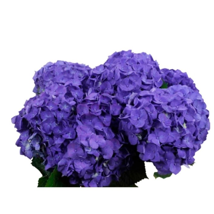 FLOR, HORTENSIA BLAVA 60CM  x5 tiges.