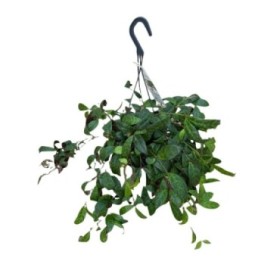 AESCHYNANTHUS MARMOLATHUS COLGAR M15