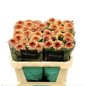 FLOR, CHRISANTHEM, UNIFLORA PIP SALMON x 10 tiges