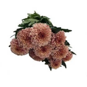FLOR, CHRISANTHEM, UNIFLORA PIP SALMON x 10 tiges