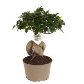 FICUS GINGEIN Ramificado M18