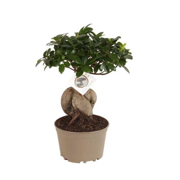 FICUS GINGEIN Ramificat M18