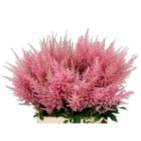 FLOR, ASTILBE AR ERIKA 70cm. x10 rosa