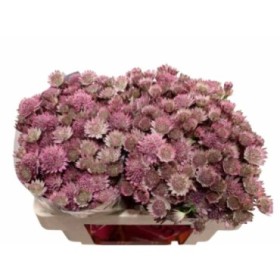 FLOR, ASTRANTIA STAR OF ROMA 60CM. x10