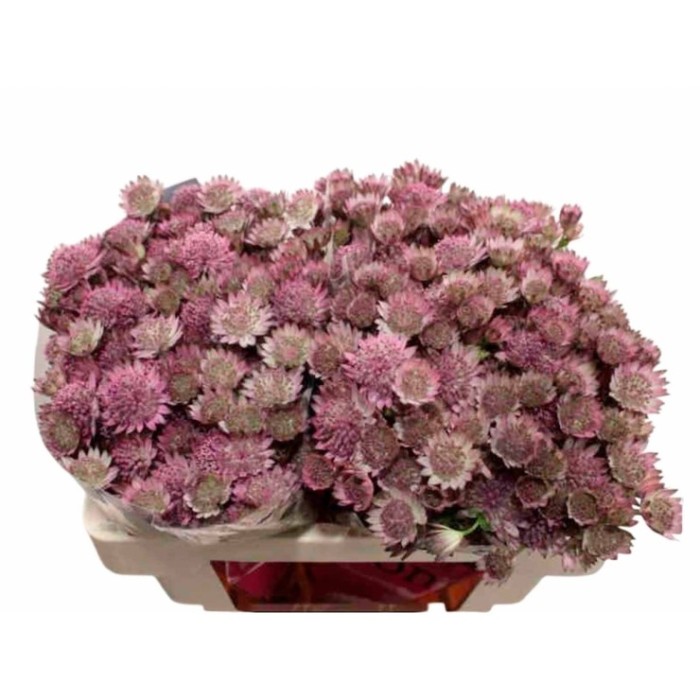 FLOR, ASTRANTIA STAR OF ROMA 60CM. x10
