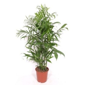 CHAMAEDOREA  M24-130cm. Seifritzii