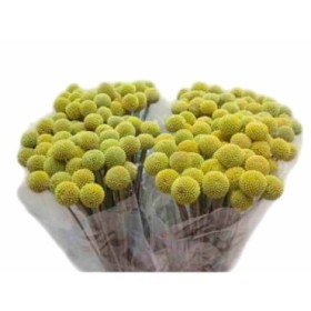 FLOR, CRASPEDIA 70cm. paq.x 10 tallos,extra.