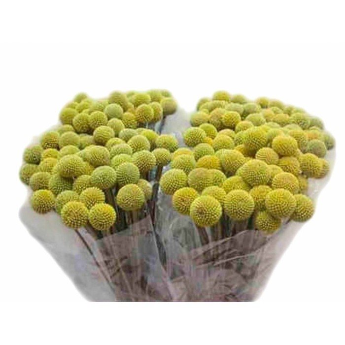 FLOR, CRASPEDIA 70cm. paq.x 10 tiges,extra.