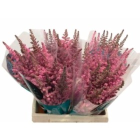 FLOR, ASTILBE VISION INFIERNO 65cm. x10 tiges.