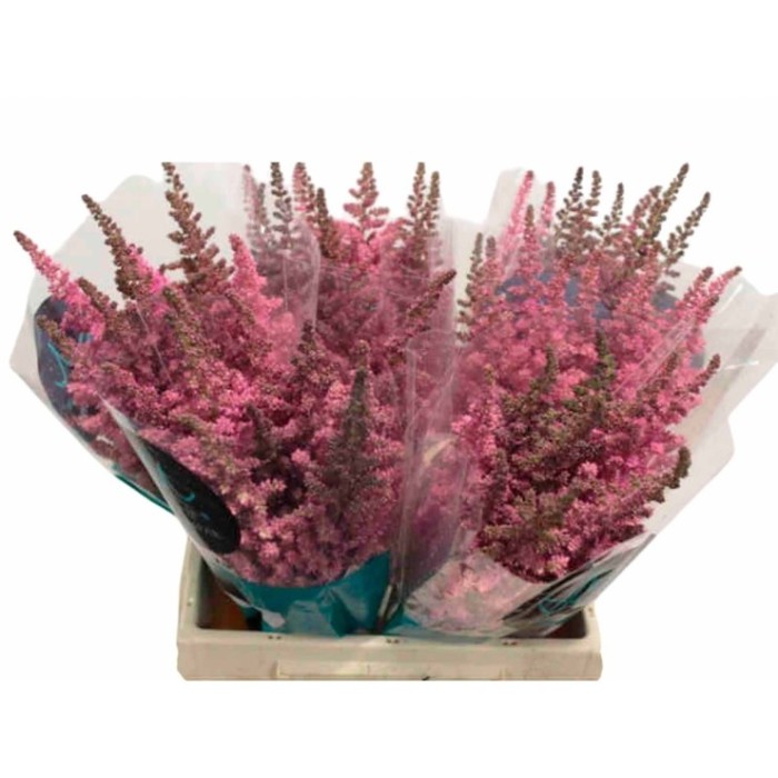 FLOR, ASTILBE VISION INFIERNO 65cm. x10 tiges.