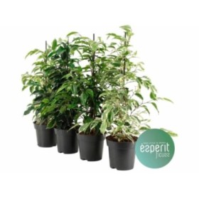 FICUS BENJ. EXOTICA  M14 50cm. MIX