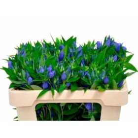FLOR, GENTIANA  x10 blava