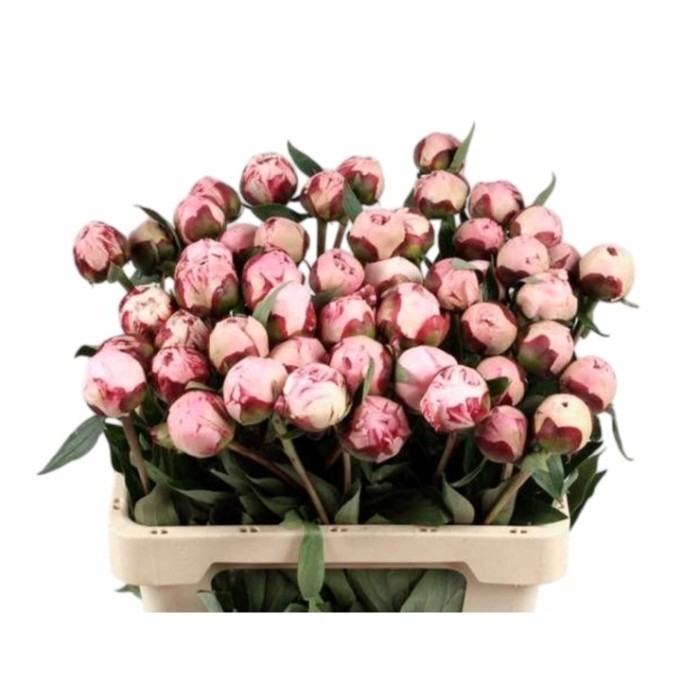 FLOR, PAEONIA ROSA x5 tiges
