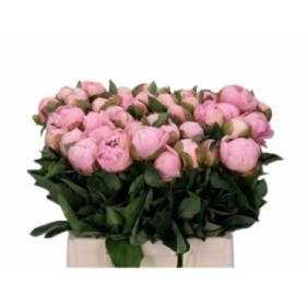 FLOR, PAEONIA FUCSIA 60cm. x5 tiges