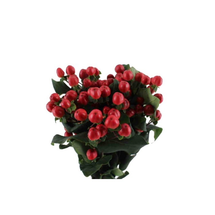 FLOR, HYPERICUM COCO TANGO 70cm. x10 tig vermell