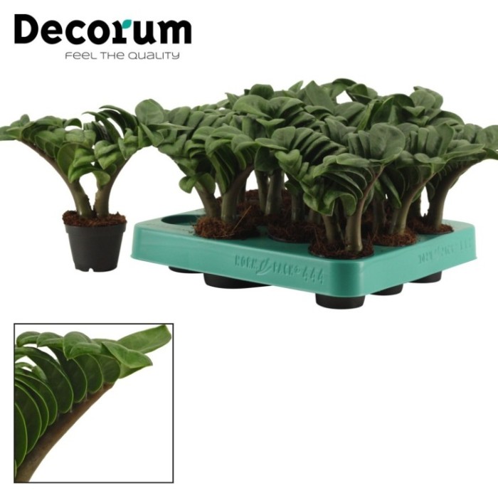 ZAMIOCULCAS ZENZI 2 vares M 6