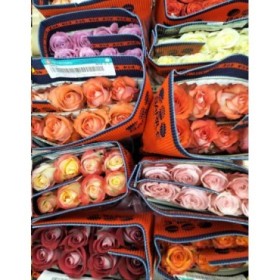 ROSA ECUADOR,  50cm. x12 tiges.