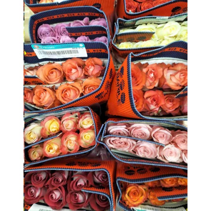 ROSA ECUADOR,  50cm. x12 tiges.