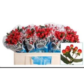 FLOR, HYPERICUM COCO TANGO 50cm. x10 tig vermell