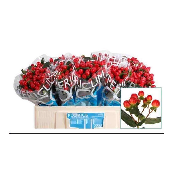 FLOR, HYPERICUM COCO TANGO 50cm. x10 tig vermell