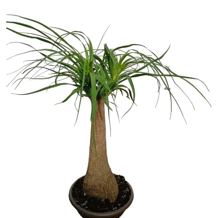 BEAUCARNEA 1tronc  60cm. tarrina 23