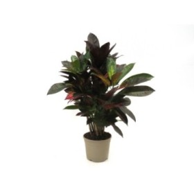 CODIAEUM ICETON Ramificado M21