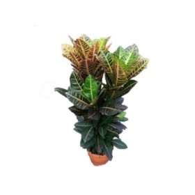 CROTON RAMIFICADO MIX M25