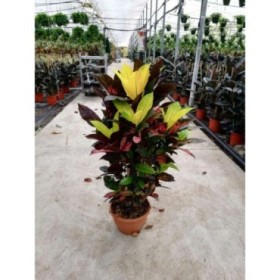 CROTON RAMIFICADO MIX M25