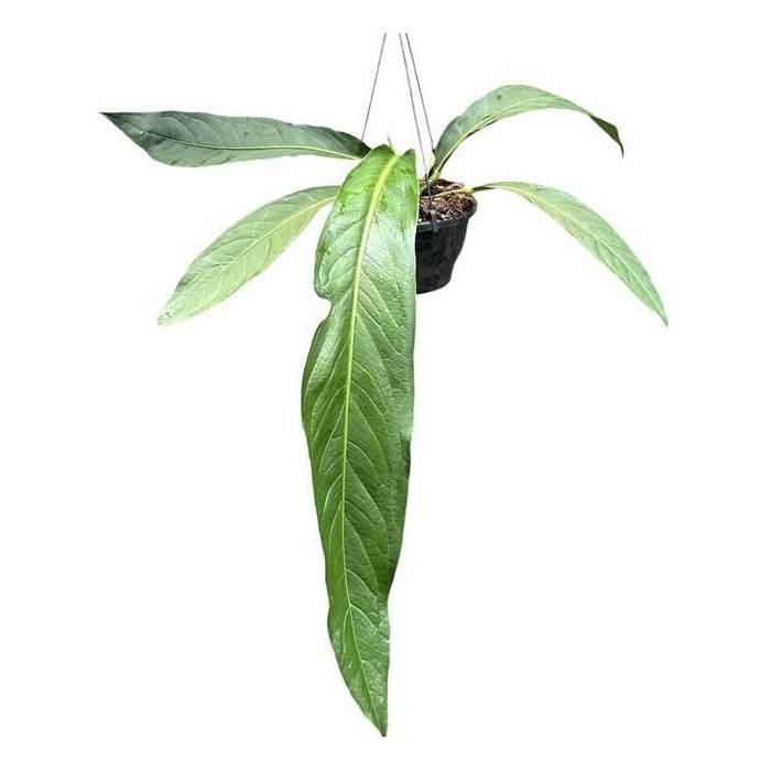 ANTHURIUM  M20 H40 BIG BILL colgador