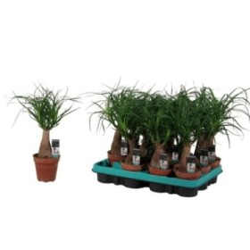 BEAUCARNEA 1tronco  25cm  M 9