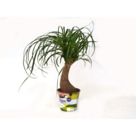 BEAUCARNEA 1tronco  25cm  M 9