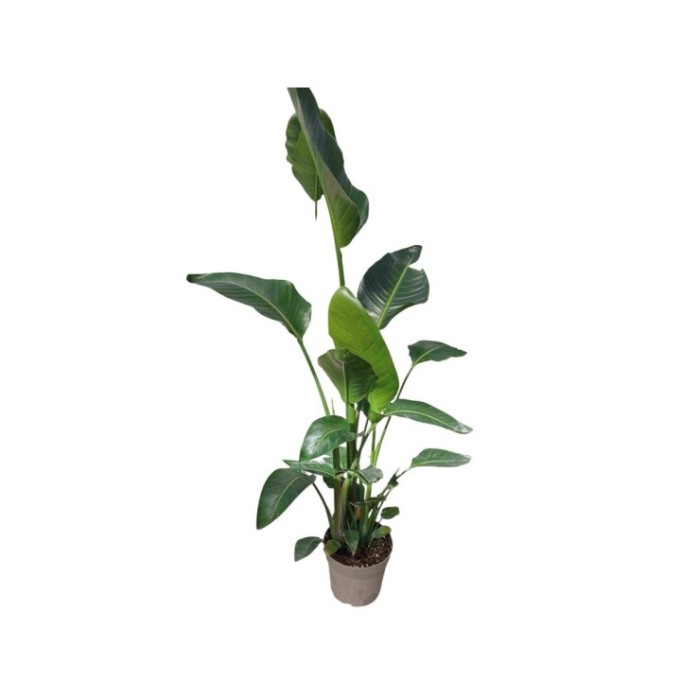 STRELITZIA AUGUSTA  M24-140cm. 3 plantes