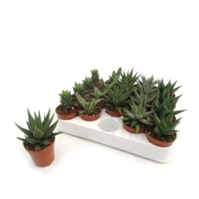 HAWORTIA  M 6 (preu safata x20)