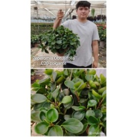 PEPEROMIA PENJAR  M20 Obtusifolia