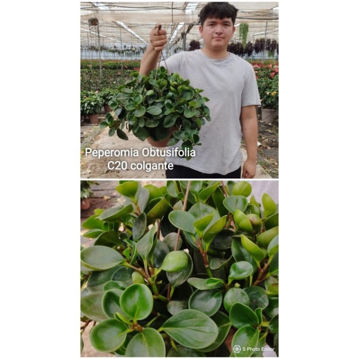 PEPEROMIA PENJAR  M20 Obtusifolia