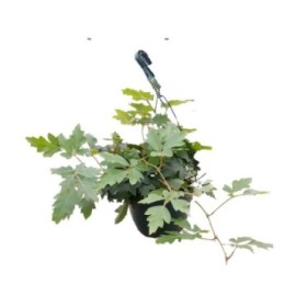 CISSUS ROMBIFOLIA 'Rhoicisus' COLGAR M20