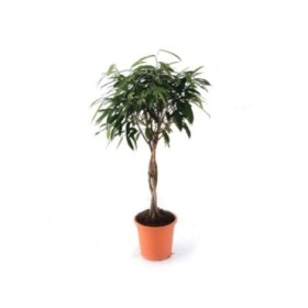 FICUS AMTEL KING BOLA TRONCO TRENZADO M25 H110