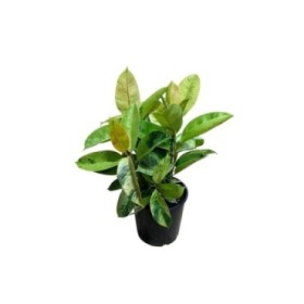 FICUS SHIVEREANA MOONSHINE  M20 H90
