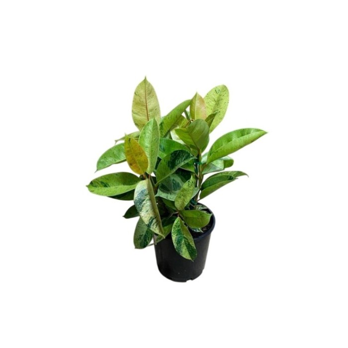 FICUS SHIVEREANA MOONSHINE  M20 H90